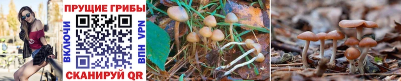 Псилоцибиновые грибы Cubensis  гидра ТОР  Руза  где можно купить  